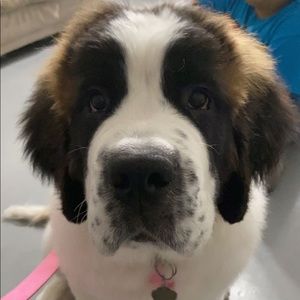 Meet your Posher, Joanna